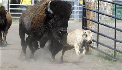 Image; White buffalo